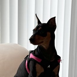 Miniature Pinscher Puppies from K&J's Min Pins Of Grand Lake