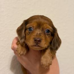 (2) Shaded Red Dapple Longhair Male - Dapple male Dachshund puppy in Horizon City, Texas from Micah's Minis