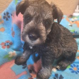 Jordan - Salt and pepper male Miniature Schnauzer puppy in Warrenville, South Carolina from All Paws Pet Resort