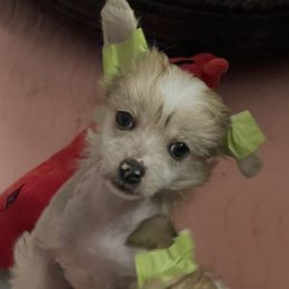 Boy 1 - male Chinese Crested puppy in Pine County, Minnesota from Breezy Meadows