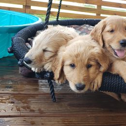 Goldendoodle Puppies from Doodling Minors