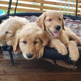 Goldendoodle Puppies from Doodling Minors