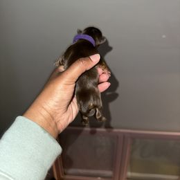 Yorkshire Terrier Puppies from A yorkie palace