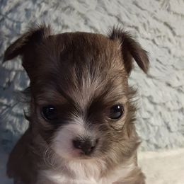 Chihuahua Puppies from Grace & Glory Chihuahuas