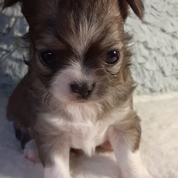 Chihuahua Puppies from Grace & Glory Chihuahuas