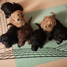 Australian Cobberdog Puppies from Lively Acres Cobberdogs