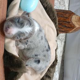 Thumper - Blue merle male Australian Shepherd puppy in Elkhart, Texas from Donaldson Dogz