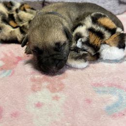 Leopard - Yellow female Black Mouth Cur puppy in Warsaw, Missouri from Heritage Cow Dogs