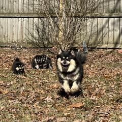 Finnish Lapphund Puppies from Akasha Wind