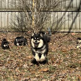 Finnish Lapphund Puppies from Akasha Wind