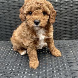 Mira - Red female Cavapoo puppy in Goshen, Utah from Perfect Pawzabilities