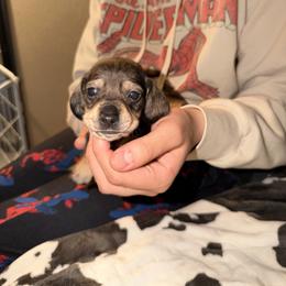 Male 3 (blue collar) - Wild boar and cream male Dachshund puppy in Modesto, California from Once Upon a Mini Dachshund