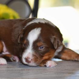 Blaze - Red tri male Miniature Australian Shepherd puppy in Lowgap, North Carolina from Baileys Mini Aussies