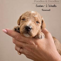 Easton - Apricot male Goldendoodle puppy in Lake Charles, Louisiana from Perfect Fit Poodles & Doodles