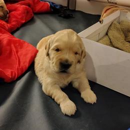 Orange collar - girl - Golden female Golden Retriever puppy in Bethel, Ohio from Agnes' Golden Retrievers