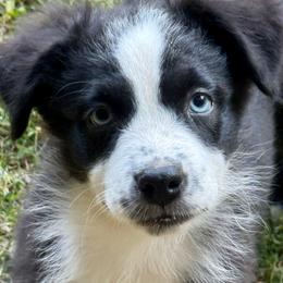 Boone - Black & white male Miniature Australian Shepherd puppy in Patterson, North Carolina from DreamLine Aussies