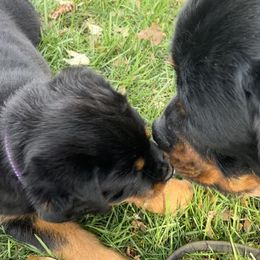 Rottweiler Puppies from Alpha Co. Rottweilers