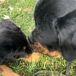Rottweiler Puppies from Alpha Co. Rottweilers