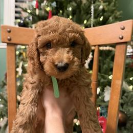 Labradoodle Puppies from California Double Doodles