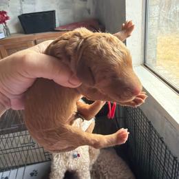 Red - Red  male Goldendoodle puppy in Arlington, Texas from Chambers Doodle Patch