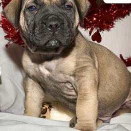 Boy 2 - Boerboel puppy from Brickhouse Boerboels