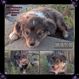 Gene - Blue merle male Toy Australian Shepherd puppy in Mountain Home, Idaho from LJK Boxers & Toy Aussies