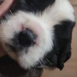 Lauren Daigle - Brown and white female Saint Bernard puppy in Lowpoint, Illinois from Minnie's Majestic Saints
