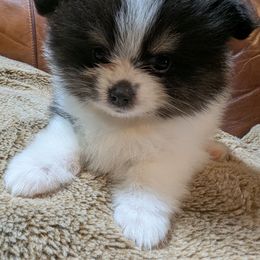 River - Black and tan parti female Pomeranian puppy in California from TD Dream Poms