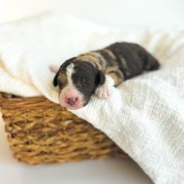 Australian Mountain Doodle puppies from Burkhart Family Puppies