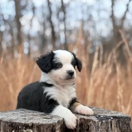 Hey Dude - Black tri male Miniature Australian Shepherd puppy in Greenville, South Carolina from QC Homestead Miniature Australian Shepherds