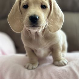 Dachshund Puppies from Southern Sash Doxies
