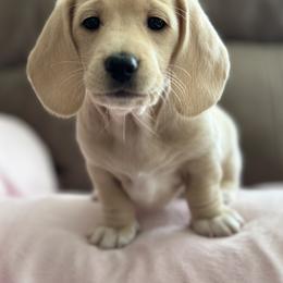 Dachshund Puppies from Southern Sash Doxies