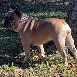 French Bulldogs from Top Dawg French Bulldogs