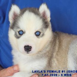LAYLA'S FEMALE 1 - Gray and white female Siberian Husky puppy in Manilla, Iowa from Bruck's Siberian Huskies