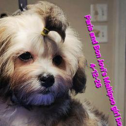 Maltipoo puppies from The Aristocratic Puppy Patch