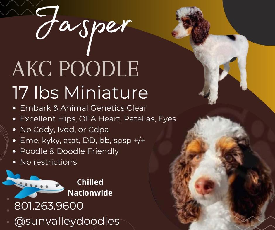 Jasper