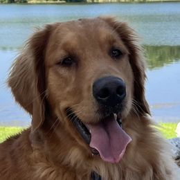 Havilah - Golden Retriever