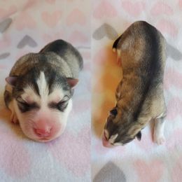 Siberian Husky Puppies from Canace Siberians