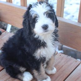 Bernedoodles from Doodles of the Rockies