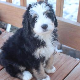 Bernedoodles from Doodles of the Rockies