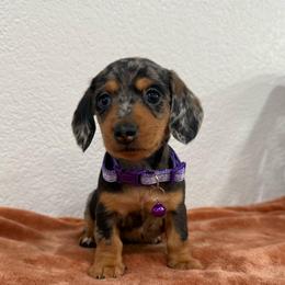Lilly - Dapple female Dachshund puppy in Rising Star, Texas from Boring Weenies