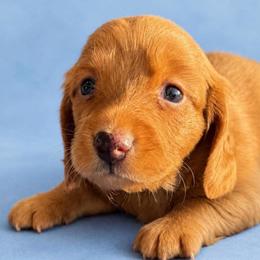 Thor - Red male Dachshund puppy in Afton, Oklahoma from C5 Doodles