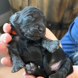 Mr. Orange-2400 - Black and cream male Dachshund puppy in Ocala/Gainesville, Florida from From the Heart Doxies