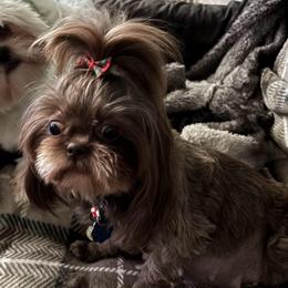 Lili - Shih Tzu