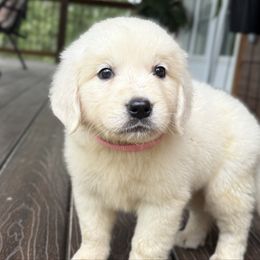 Willow - Light golden female Golden Retriever puppy in Marshfield, Missouri from Charm Puppies