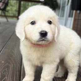 Willow - Light golden female Golden Retriever puppy in Marshfield, Missouri from Charm Puppies