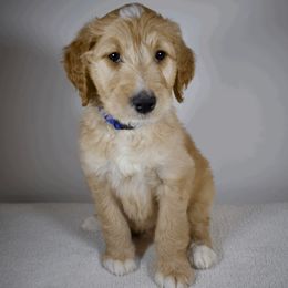 Tex - Apricot Goldendoodle puppy in Millington, Tennessee from POP Goldendoodles