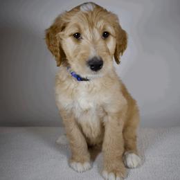 Tex - Apricot Goldendoodle puppy in Millington, Tennessee from POP Goldendoodles