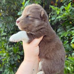 Dakota - Red and white male Siberian Husky puppy in Warrenville, South Carolina from StormVale Siberian Huskies
