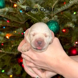 Boy 5 - Yellow male Labrador Retriever puppy in Brooksville, Florida from Lonestar Labradors C&E